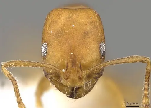 Monomorium australe specimen CASENT0914323 image casent0914323_2