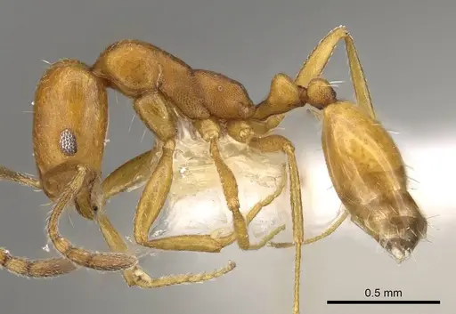 Monomorium australe specimen CASENT0914323 image casent0914323_3