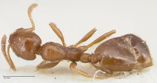 Monomorium australe specimen FOCOL1723 image focol1723_1