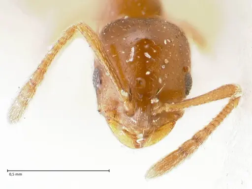 Monomorium australe specimen FOCOL1723 image focol1723_2