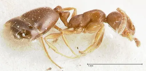Monomorium australe specimen FOCOL1723 image focol1723_3