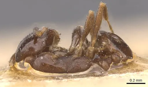 Monomorium australe specimen RMCAENT000017773 image rmcaent000017773_1