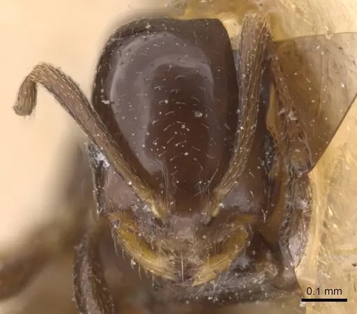 Monomorium australe specimen RMCAENT000017773 image rmcaent000017773_2