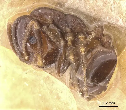 Monomorium australe specimen RMCAENT000017773 image rmcaent000017773_3