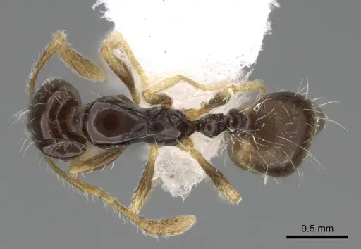Monomorium balathir specimen ANTWEB1025255 image antweb1025255_1