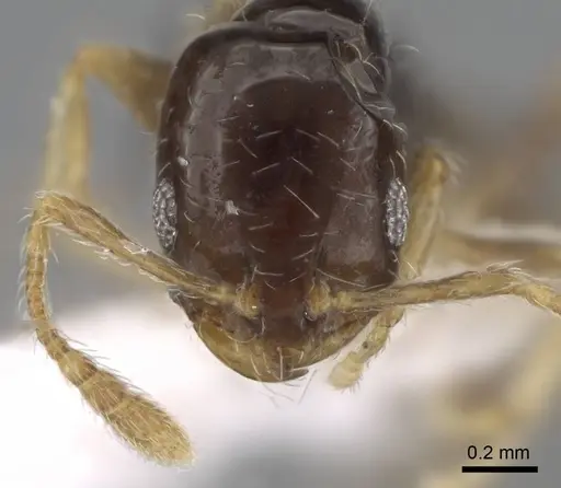 Monomorium balathir specimen ANTWEB1025255 image antweb1025255_2