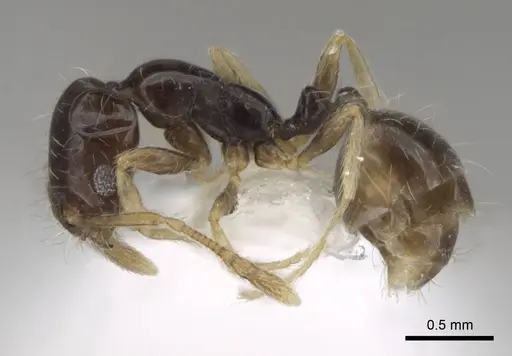 Monomorium balathir specimen ANTWEB1025255 image antweb1025255_3