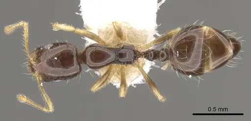 Monomorium balathir specimen CASENT0902245 image casent0902245_1
