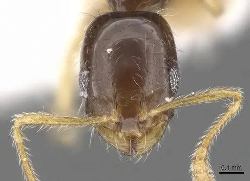 Monomorium balathir specimen CASENT0902245 image casent0902245_2