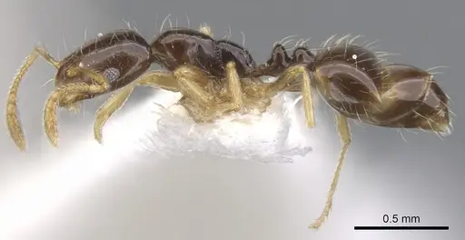 Monomorium balathir specimen CASENT0902245 image casent0902245_3