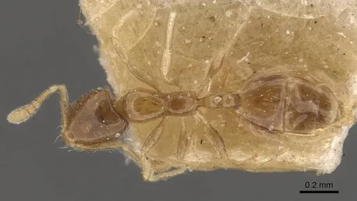 Monomorium banksi specimen CASENT0908767 image casent0908767_1