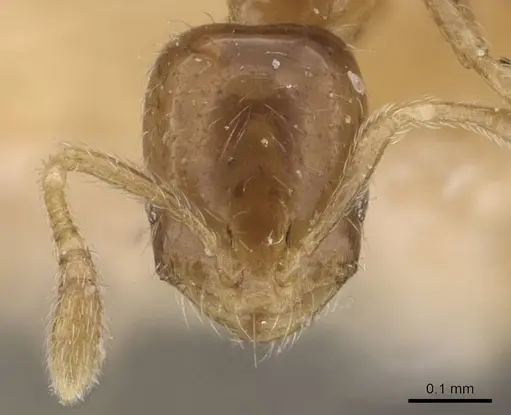 Monomorium banksi specimen CASENT0908767 image casent0908767_2