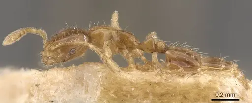 Monomorium banksi specimen CASENT0908767 image casent0908767_3