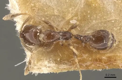 Monomorium bequaerti specimen CASENT0908768 image casent0908768_1