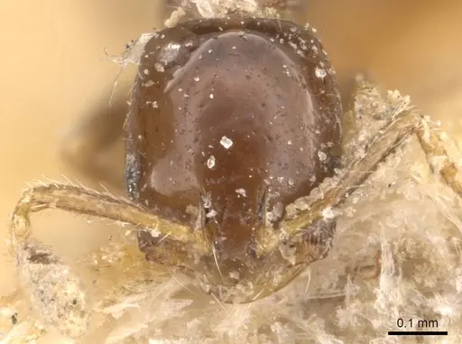Monomorium bequaerti specimen CASENT0908768 image casent0908768_2