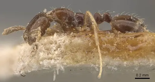 Monomorium bequaerti specimen CASENT0908768 image casent0908768_3