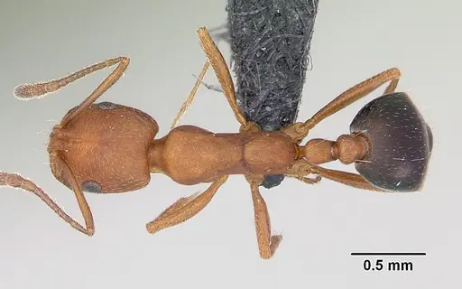 Monomorium bicolor specimen CASENT0073615 image casent0073615_1