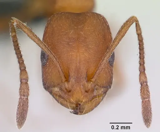 Monomorium bicolor specimen CASENT0073615 image casent0073615_2