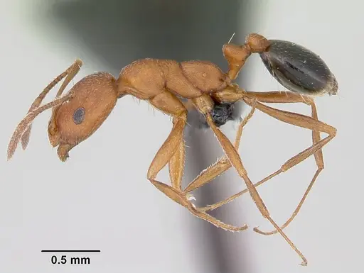 Monomorium bicolor specimen CASENT0073615 image casent0073615_3