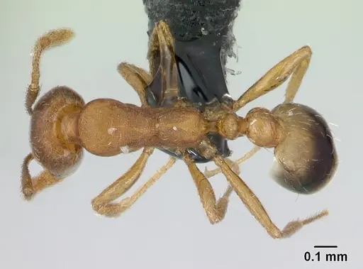 Monomorium bicolor specimen CASENT0178876 image casent0178876_1