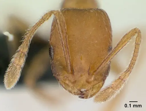 Monomorium bicolor specimen CASENT0178876 image casent0178876_2
