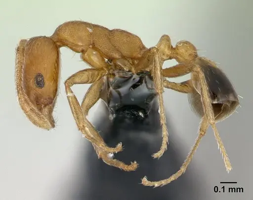 Monomorium bicolor specimen CASENT0178876 image casent0178876_3