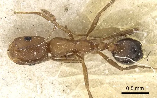 Monomorium bicolor specimen CASENT0249831 image casent0249831_1