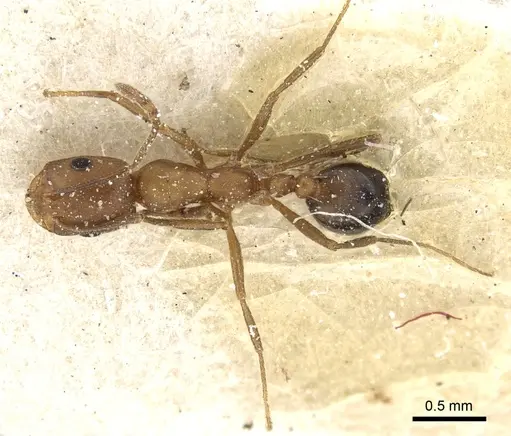 Monomorium bicolor specimen CASENT0249831 image casent0249831_2