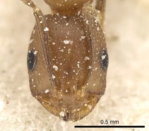 Monomorium bicolor specimen CASENT0249831 image casent0249831_3
