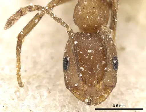 Monomorium bicolor specimen CASENT0249831 image casent0249831_4