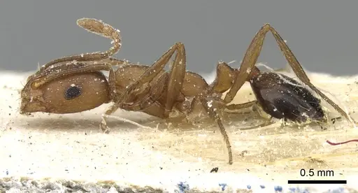 Monomorium bicolor specimen CASENT0249831 image casent0249831_5