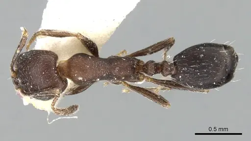 Monomorium bicolor specimen CASENT0249832 image casent0249832_1