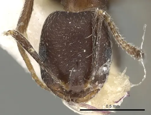 Monomorium bicolor specimen CASENT0249832 image casent0249832_2