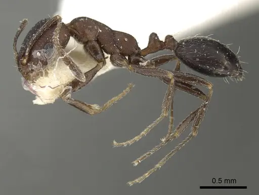 Monomorium bicolor specimen CASENT0249832 image casent0249832_3