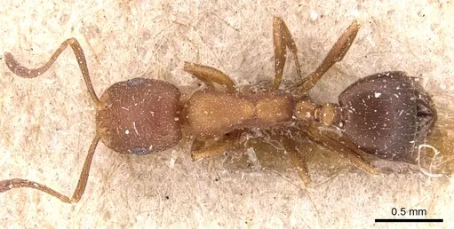 Monomorium bicolor specimen CASENT0904596 image casent0904596_1