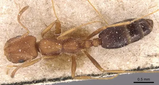 Monomorium bicolor specimen CASENT0904601 image casent0904601_1
