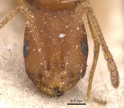 Monomorium bicolor specimen CASENT0904601 image casent0904601_2