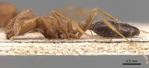 Monomorium bicolor specimen CASENT0904601 image casent0904601_3
