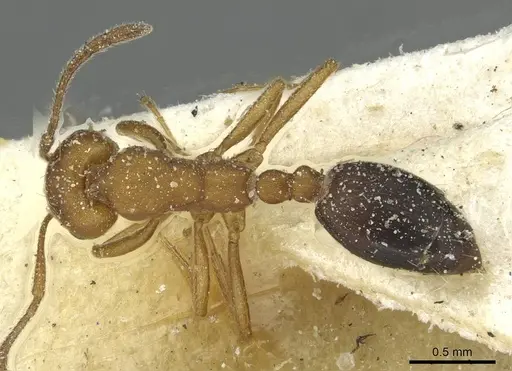 Monomorium bicolor specimen CASENT0913561 image casent0913561_1