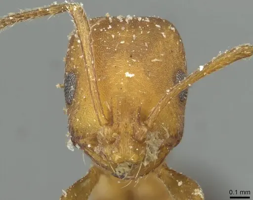 Monomorium bicolor specimen CASENT0913561 image casent0913561_2