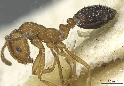 Monomorium bicolor specimen CASENT0913561 image casent0913561_3