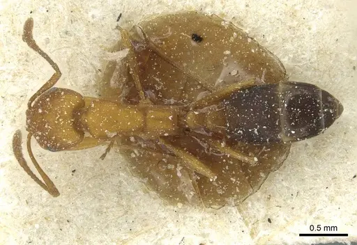 Monomorium bicolor specimen CASENT0913562 image casent0913562_1
