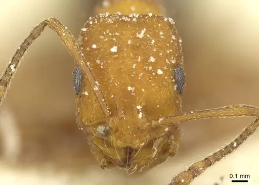 Monomorium bicolor specimen CASENT0913562 image casent0913562_2
