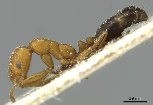 Monomorium bicolor specimen CASENT0913562 image casent0913562_3