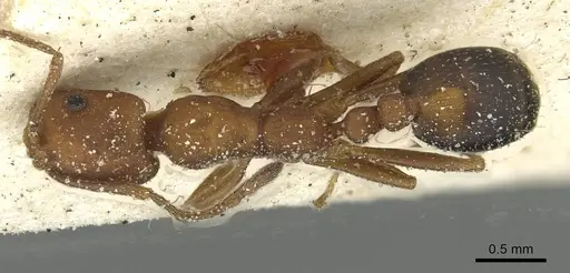 Monomorium bicolor specimen CASENT0913563 image casent0913563_1