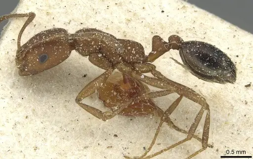 Monomorium bicolor specimen CASENT0913563 image casent0913563_3