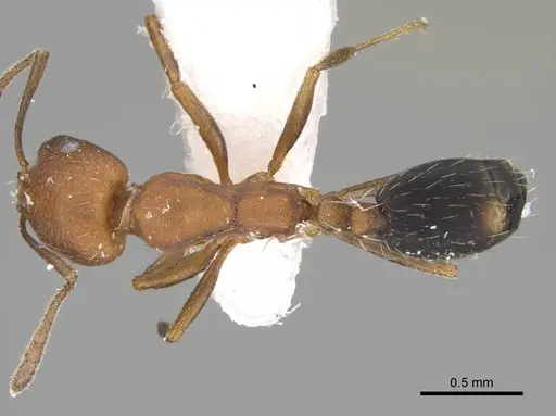 Monomorium bicolor specimen CASENT0919810 image casent0919810_1