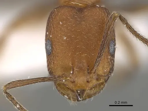 Monomorium bicolor specimen CASENT0919810 image casent0919810_2
