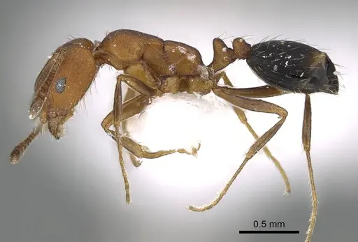 Monomorium bicolor specimen CASENT0919810 image casent0919810_3