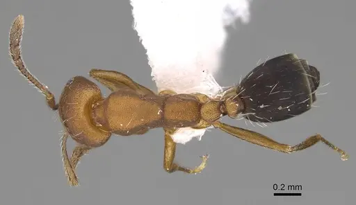 Monomorium bicolor specimen CASENT0922886 image casent0922886_1